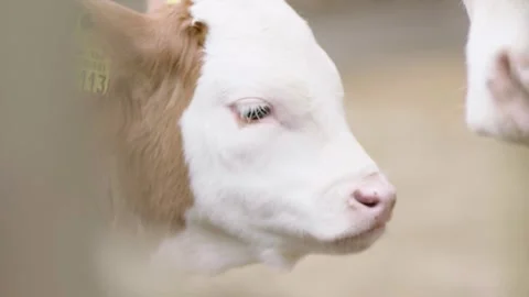 Close Up of Young Calf With Ear Tag Standing Beside Cow in Outdoor Farm Setting Stock Footage 334054891