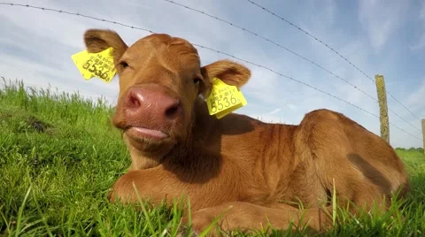 Close up of young calf lying on grass field looking around cute cow cattle 4k Stock Footage 62934482