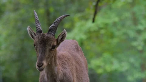 Close up of young Capricorn Stock Footage 242188140