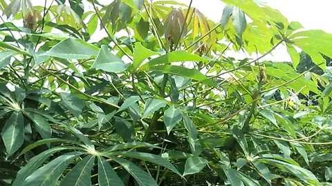 Close up, young cassava trees on the cassava field, manioc field. Stock-Footage 124303643