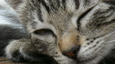 Close up of a young cat Stock Footage 53473266