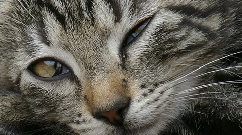 Close up of a young cat Stock Footage 53473296