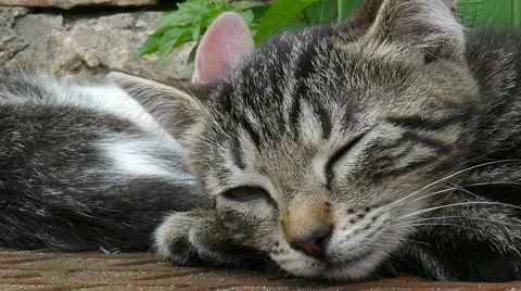 Close up of a young cat Stock Footage 53473678