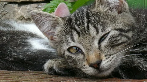 Close up of a young cat Stock Footage 53474327