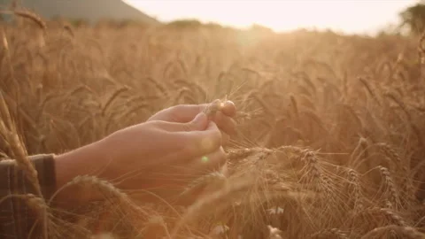 Close-up of young caucasian man checking quality wheat spikelets Stock Footage 247573123