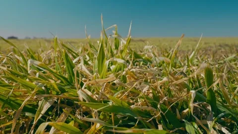 Close-up of young cereal crops 1 库存影片 331786730
