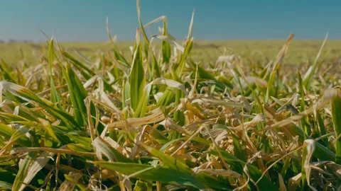 Close-up of young cereal crops 2 Video stock 331786698
