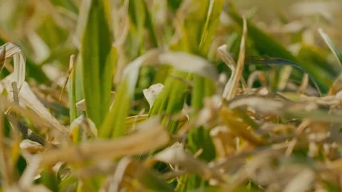Close-up of young cereal crops 3 Stock Footage 331786838