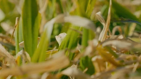 Close-up of young cereal crops 4 Stock Footage 331786903