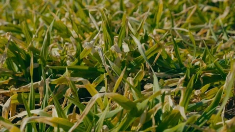 Close-up of young cereal crops 6 Stock Footage 331787005