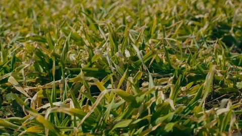 Close-up of young cereal crops 7 Видео 331787033