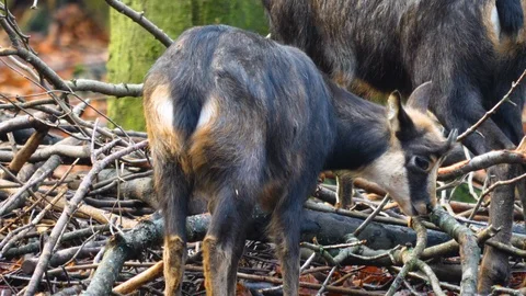 Close up of young chamois Video stock 122154630