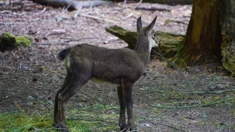 Close up of young chamois Stock Footage 277299404