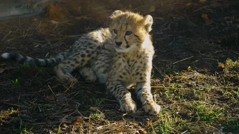 Close up of Young cheetah Stock Footage 219447308