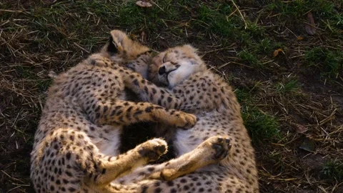 Close up of Young cheetah Video stock 219447328