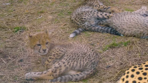 Close up of Young cheetahs Video stock 219244979
