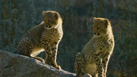 Close up of Young cheetahs Stock Footage 219446761