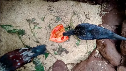 Close-up young chicken Stock Footage 293113540