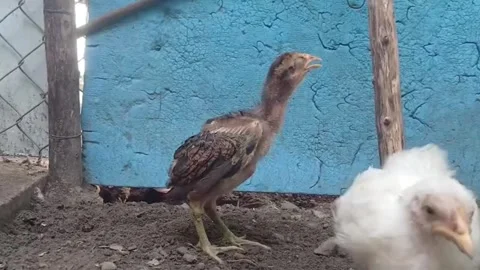 Close Up of Young Chicken Stretching Neck and Opening Beak Repeatedly 動画素材 347843370