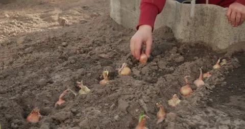 Close-up of a young childs hands carefully planting onion sets into prepared Stock Footage 334574289