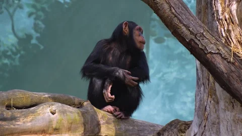 Close up of an young chimpanzee Stock Footage 270608817