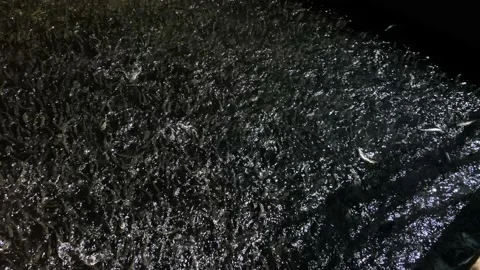 Close-up of young (Close-up of young rainbow trout crowded into fish farm pon Stock Footage 140382777