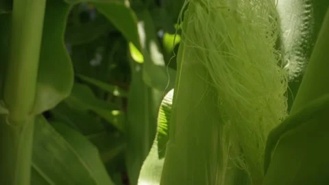 Close up of young cob of corn with green silks waiting to be pollinated Stock Footage 147354085