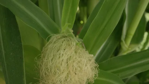 Close up of young cob of corn with green silks waiting to be pollinated Stock Footage 147354122