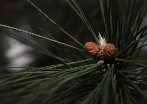 Close-up of young cones Stock Photos