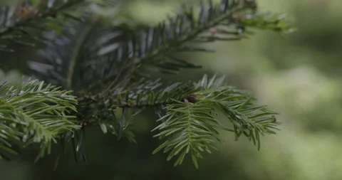 Close-up of a young coniferous twig, 4K Stock Footage 244334317