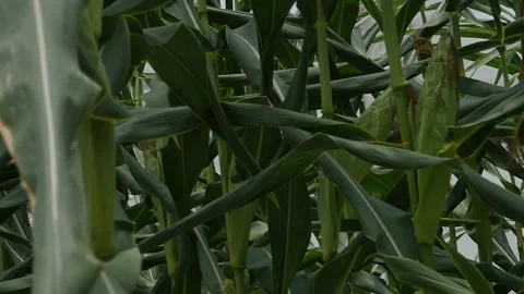 Close up on young corn cobs growing on a maize plant Stock Footage 152753093