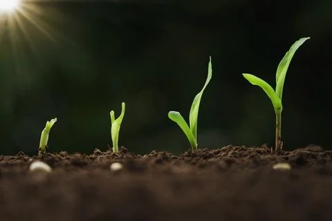 Close up young corn growing step in farm Stock Photos