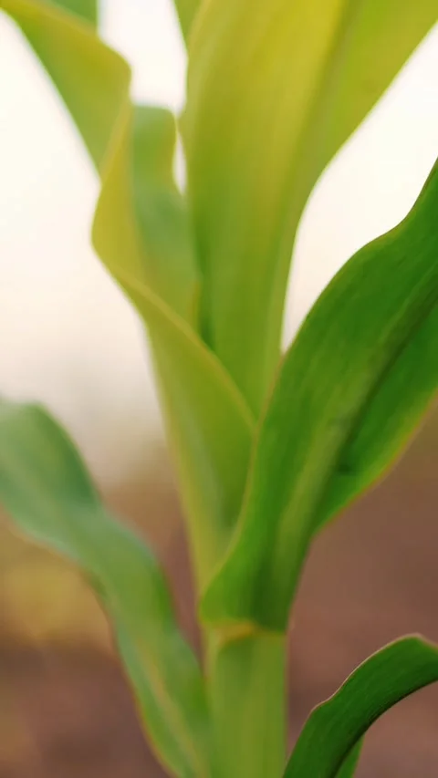 Close-up. young corn grows on field. rows of young green corn sprouts stick out Stock Footage 321460920