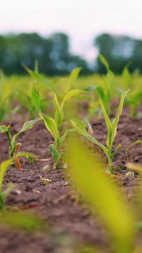 Close-up. young corn grows on field. rows of young green corn sprouts stick out Stock Footage 321616668