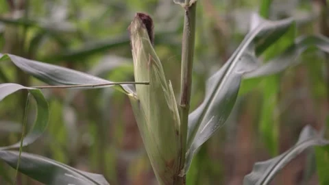 Close up young corn plants in corn field plantation Video stock 301898840