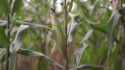 Close up young corn plants in corn field plantation Stock Footage 301898850