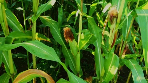 Close-Up of Young Corn Plants Growing in a Field 스톡 동영상 283587114