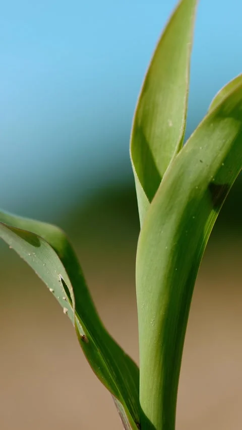 Close-up. Young Corn Plants Springing Up in Rich Field Soil on Sunny Day Stock Footage 314109224