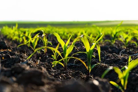 Close up of young corn plants. Young green corn grows on a field in black soil 库存照片