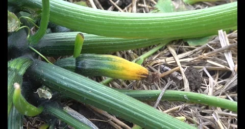 Close-up of young courgettes yellowing and rotting on the plant due to lack.. Vídeos de archivo 340198623