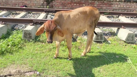 A close-up of a young cow standing,  brown baby cows eating grass outside Stock Footage 285707447