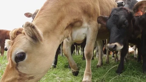 Close up of young cows feeding on grass, New Zealand Stock-Footage 75794562
