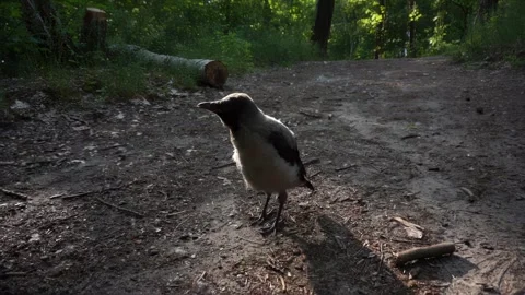 Close-up of a young crow chick standing on a forest path in sunlight Stock Footage 315254178