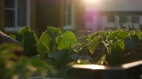 Close-up of young cucumber sprouts Vídeos de archivo 133132639