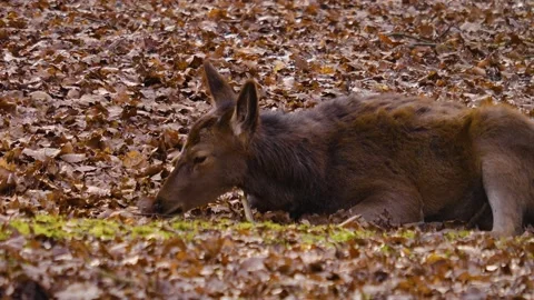 Close up of Young dam deer resting  Stock Footage 145841766