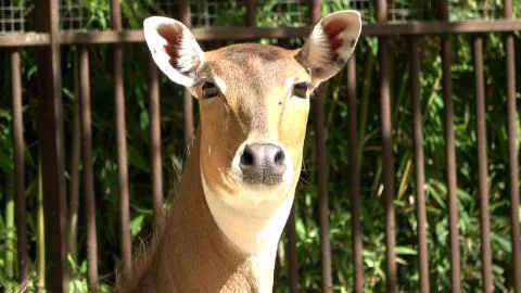 Close-up of a young deer face Stock Photos