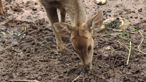 Close-up of a young deer foraging for food on the ground. Slow motion video Stock Footage 289716892