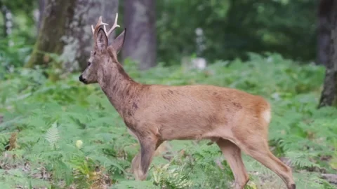 Close up of young deer in forest Stock Footage 246274817