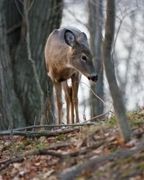 Close-up of young deer in the forest Stock Photos