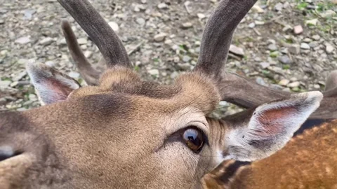 Close-up of a young deer in the forest. Roe deer, capreolus capreolus, doe Stock Footage 248254171